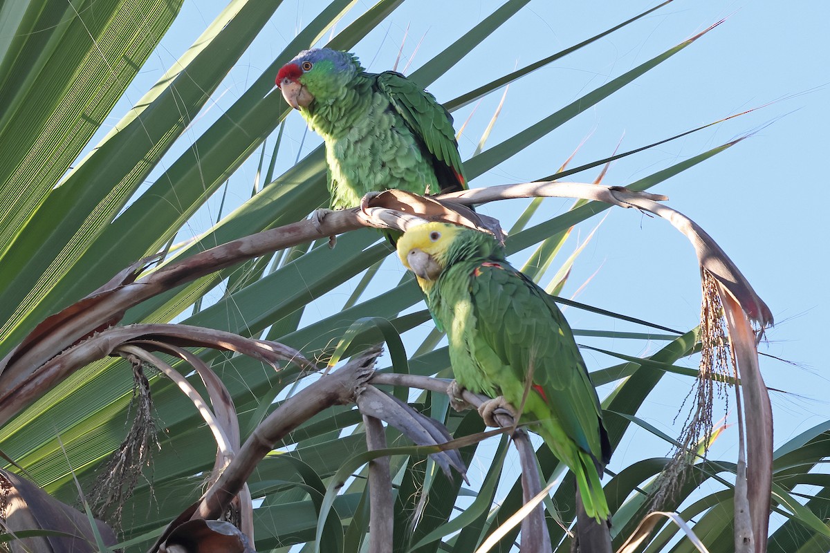 Lilac-crowned Amazon - ML643212744