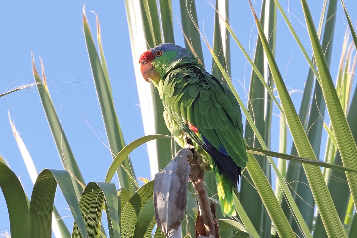 Lilac-crowned Amazon - ML643212756
