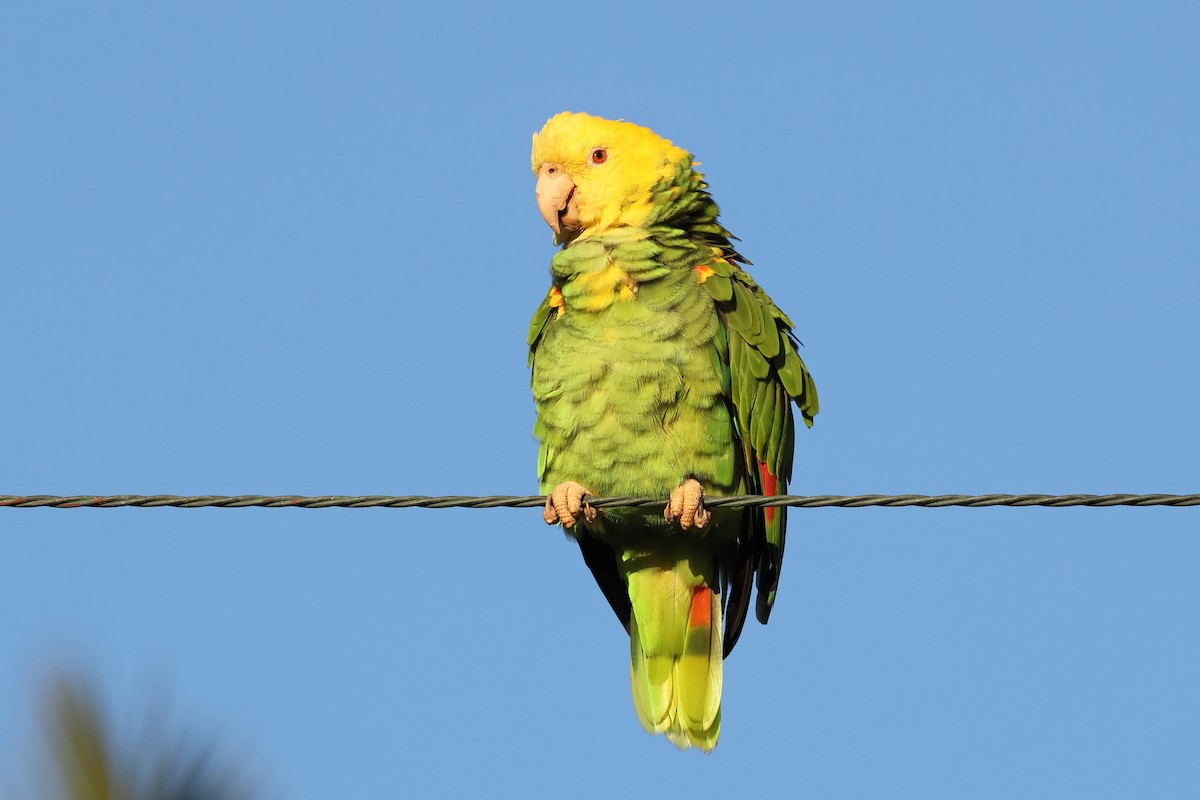Yellow-headed Amazon - ML643212771