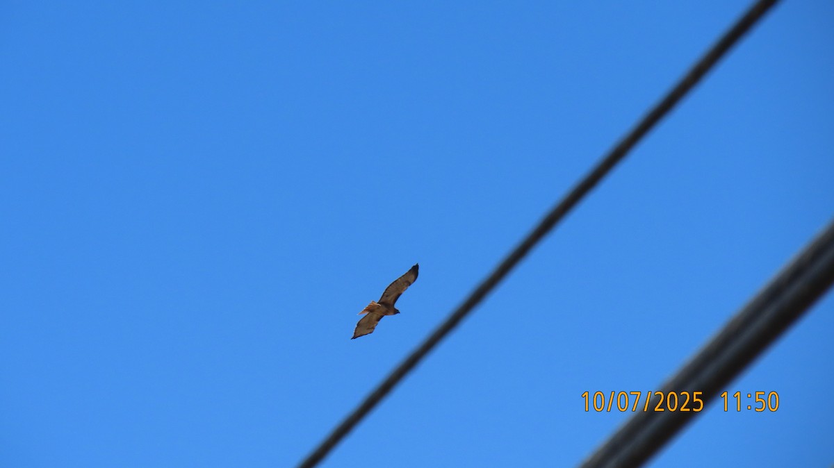Red-tailed Hawk - ML643212772