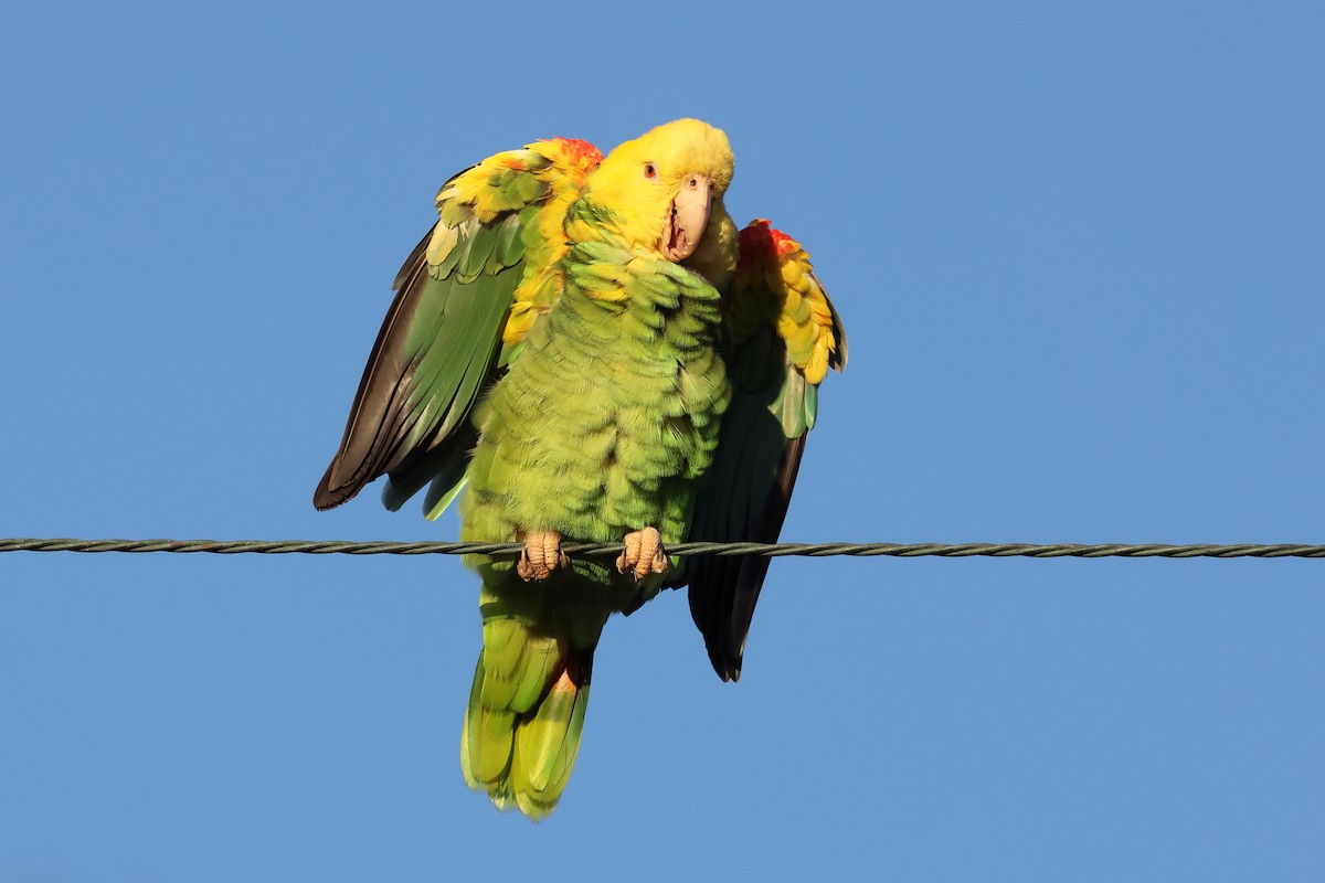 Yellow-headed Amazon - ML643212779