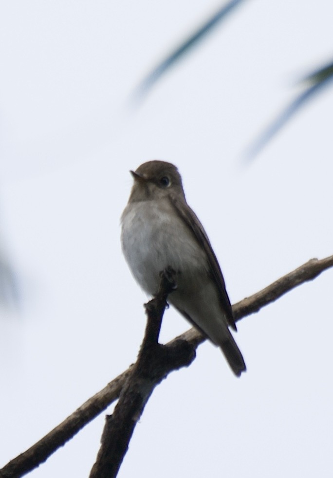 Asian Brown Flycatcher - ML643212829