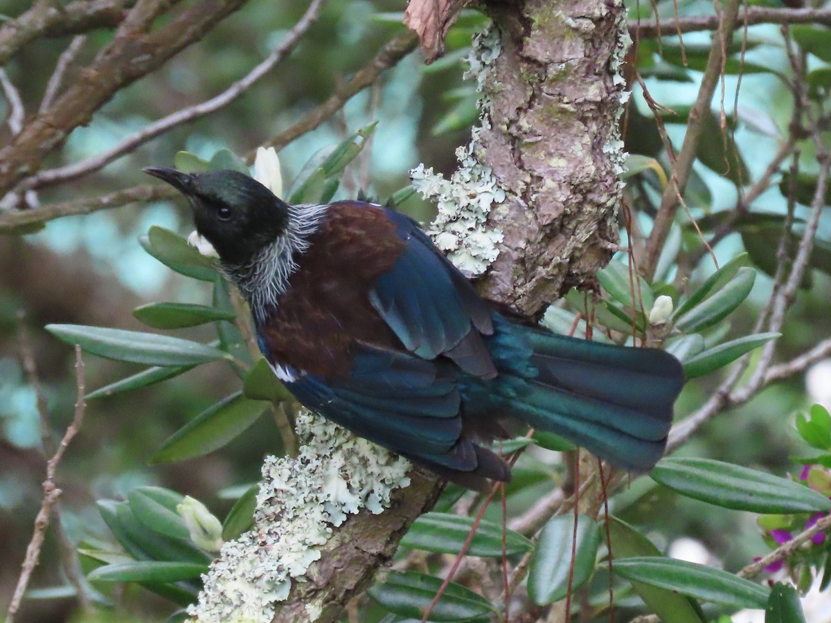 Tui - ML643212833
