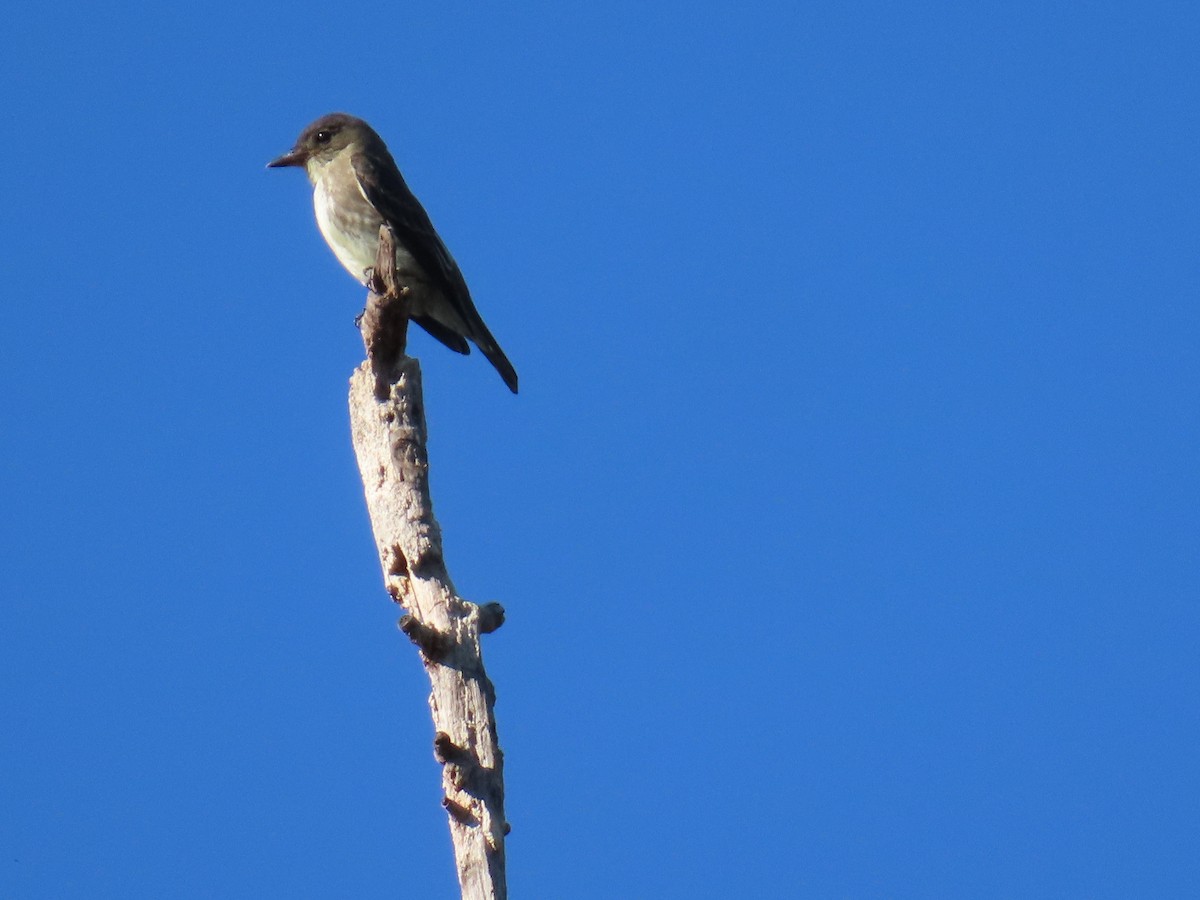 Olive-sided Flycatcher - ML643212950