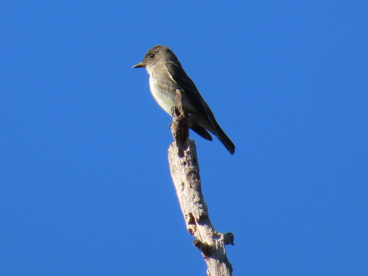 Olive-sided Flycatcher - ML643212967
