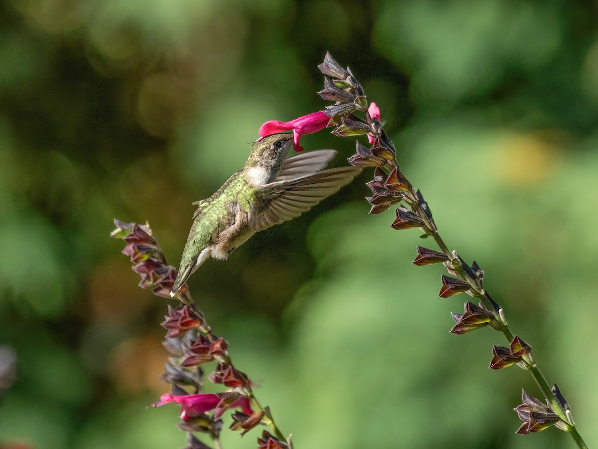 Ruby-throated Hummingbird - ML643212968