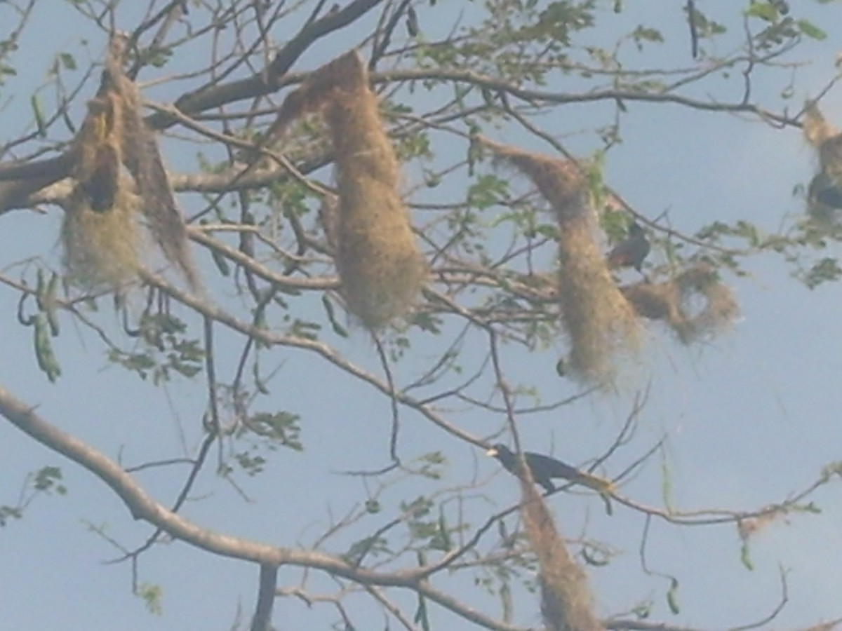 Montezuma Oropendola - ML643212978