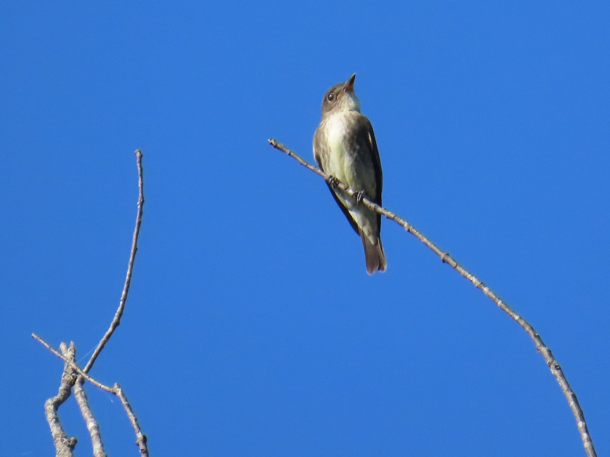 Olive-sided Flycatcher - ML643212982