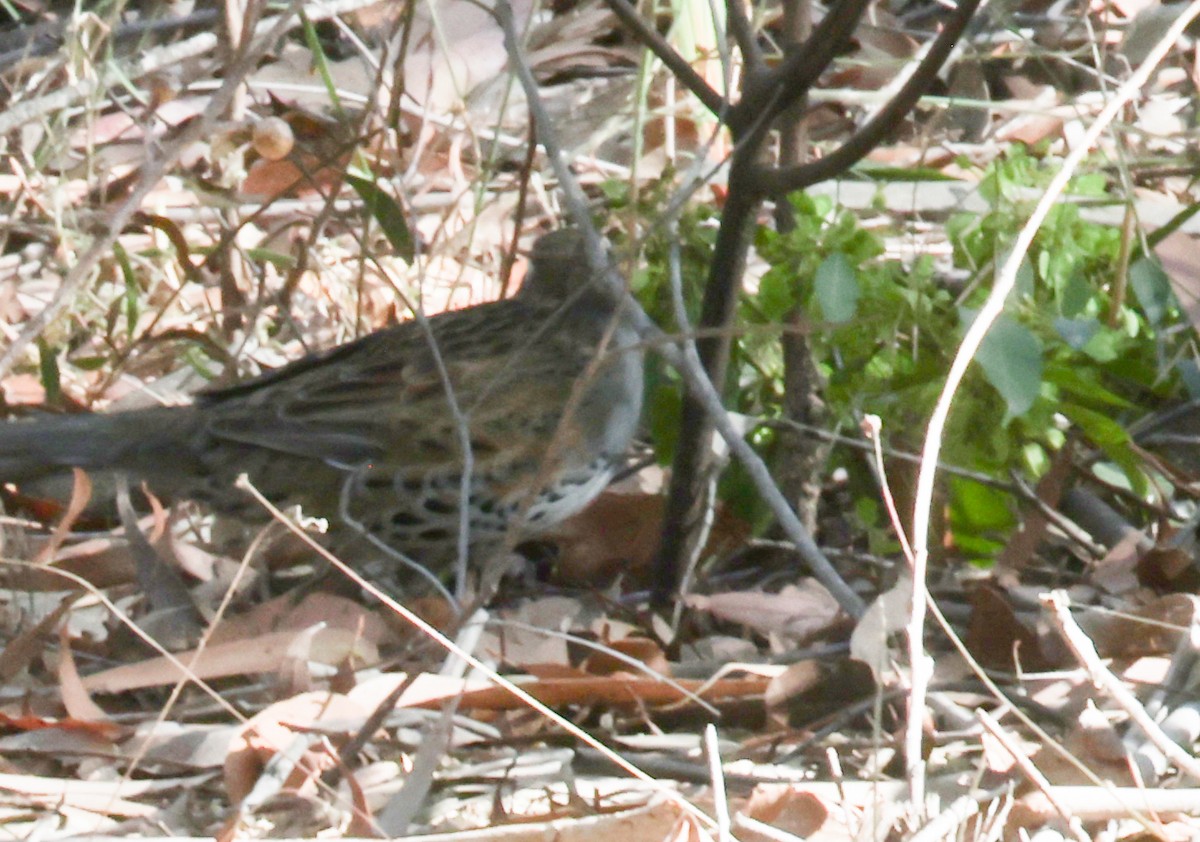 Spotted Quail-thrush - ML643212984