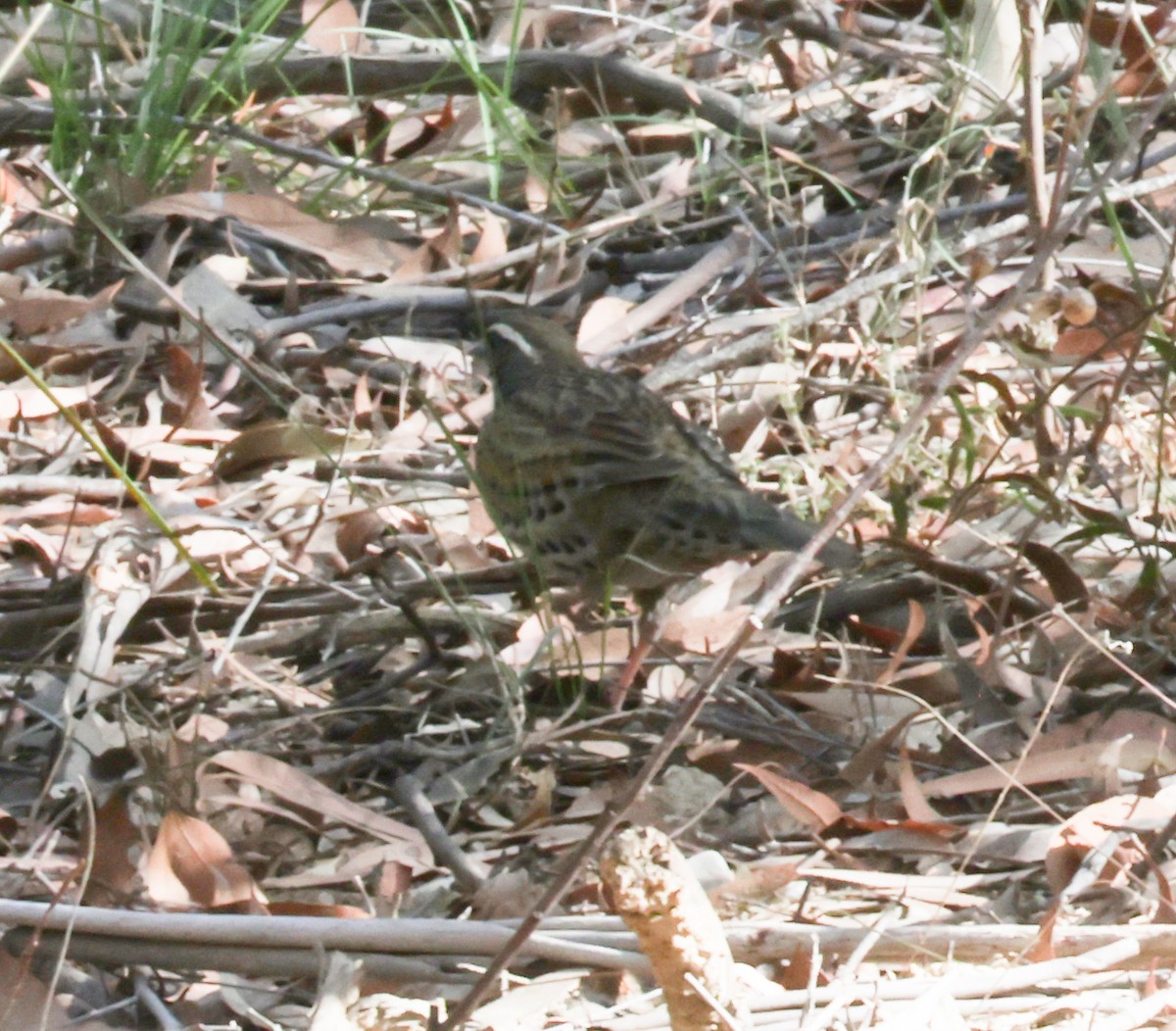 Spotted Quail-thrush - ML643212985