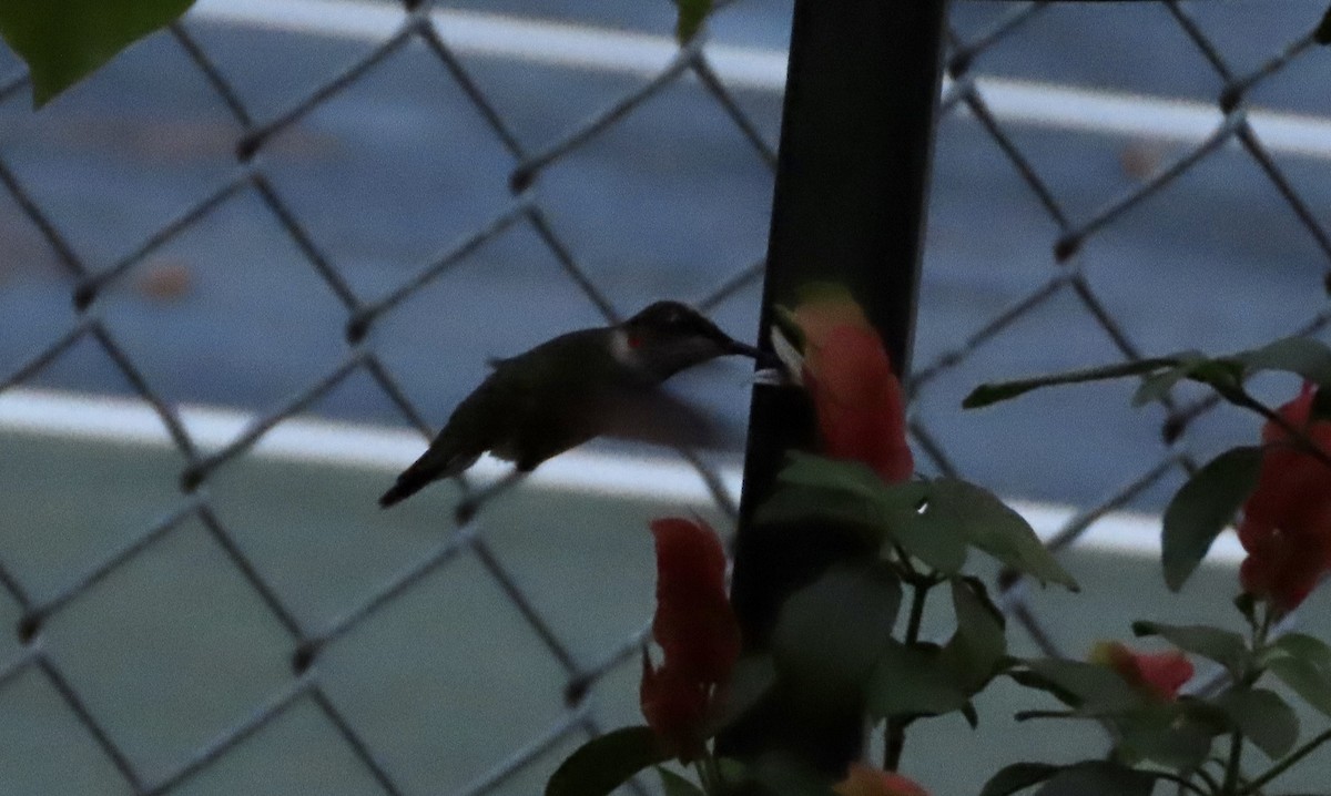 Ruby-throated Hummingbird - ML643213039