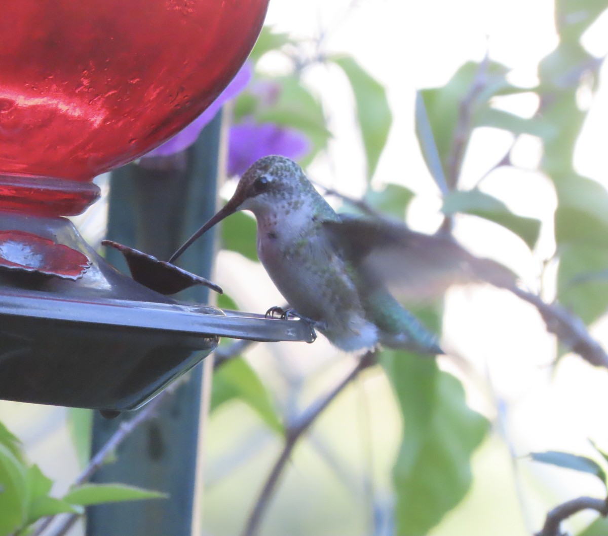 Ruby-throated Hummingbird - ML643213040