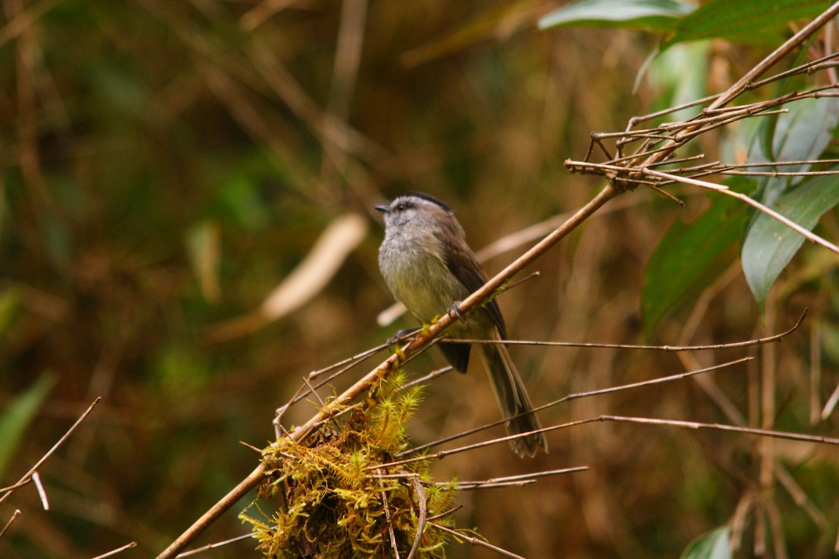 Çizgisiz Tiranulet - ML643213042