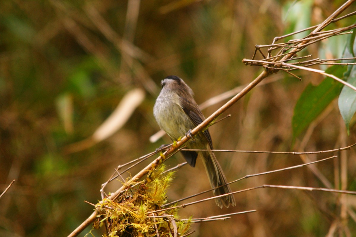 Çizgisiz Tiranulet - ML643213043