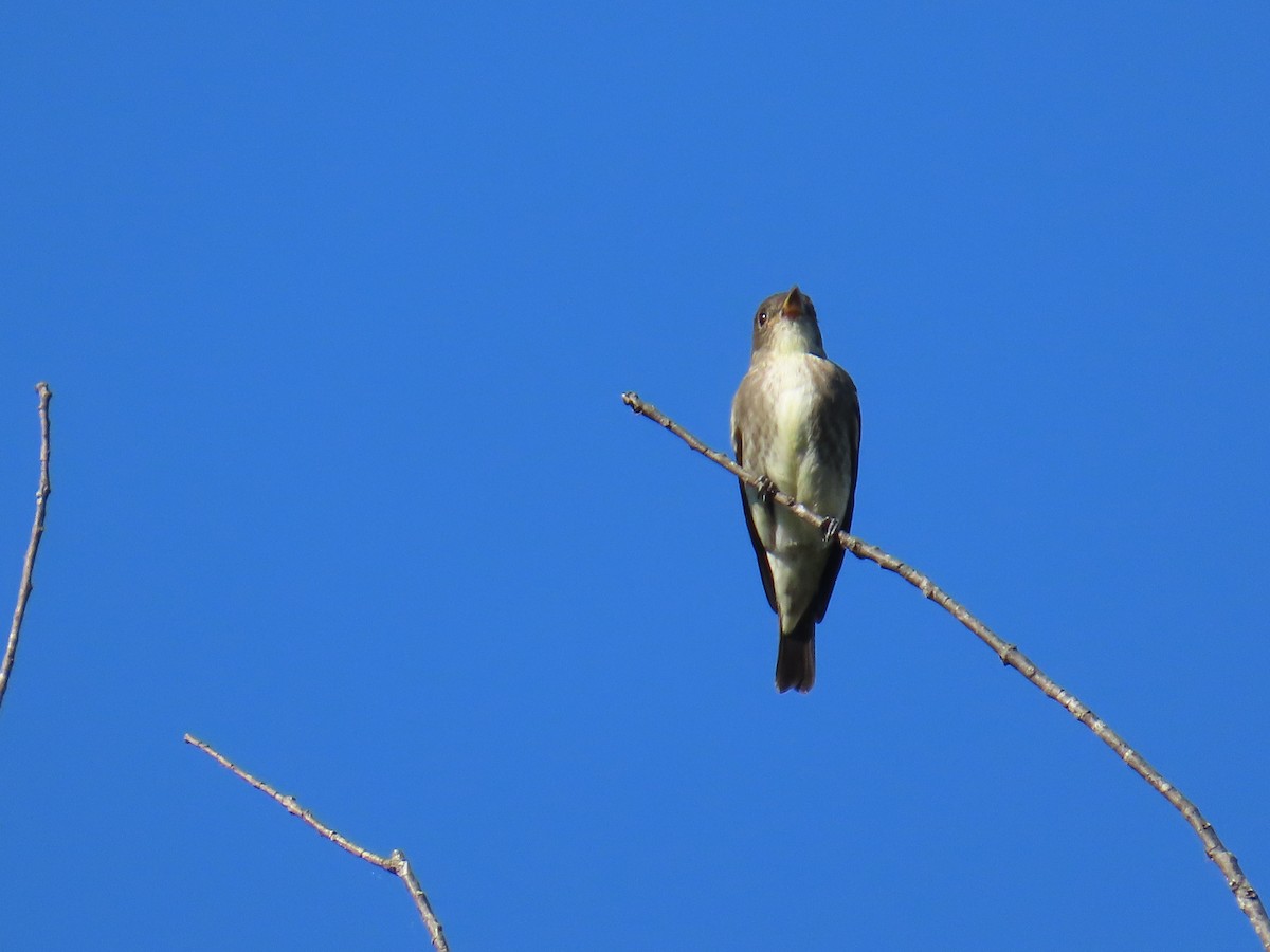 Olive-sided Flycatcher - ML643213052