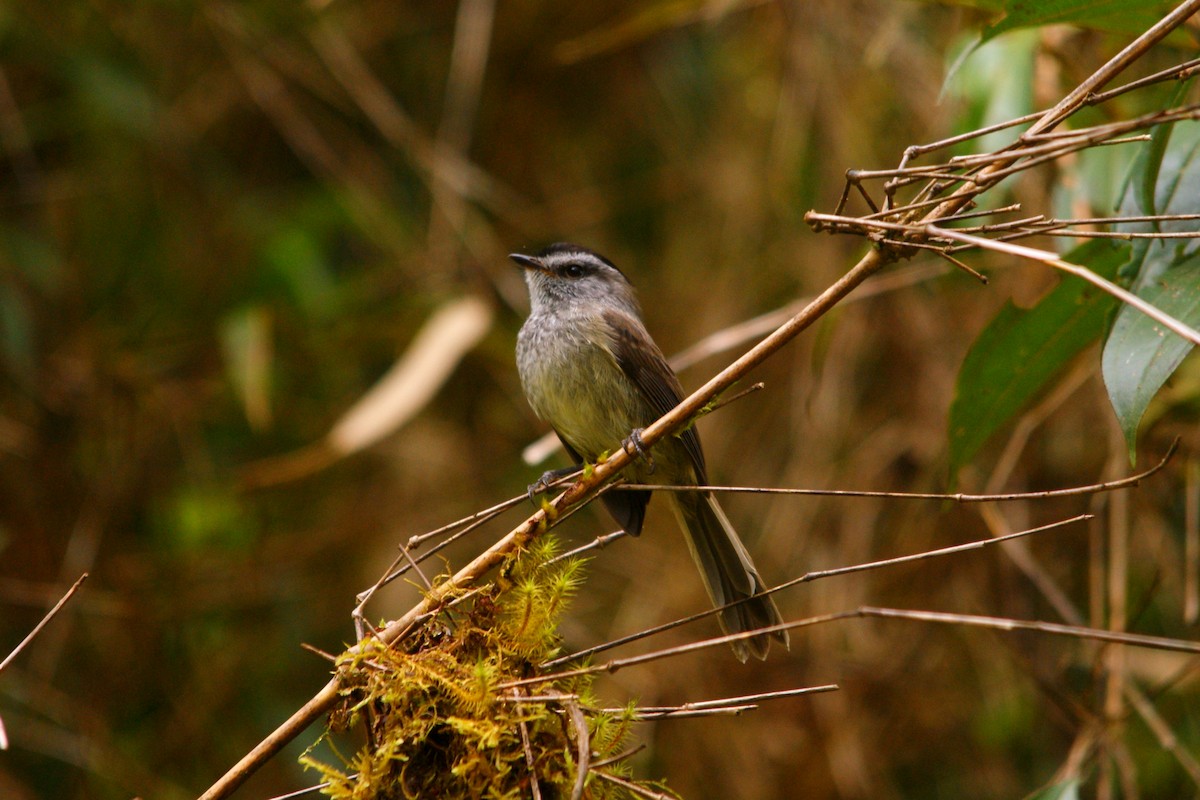 Çizgisiz Tiranulet - ML643213055