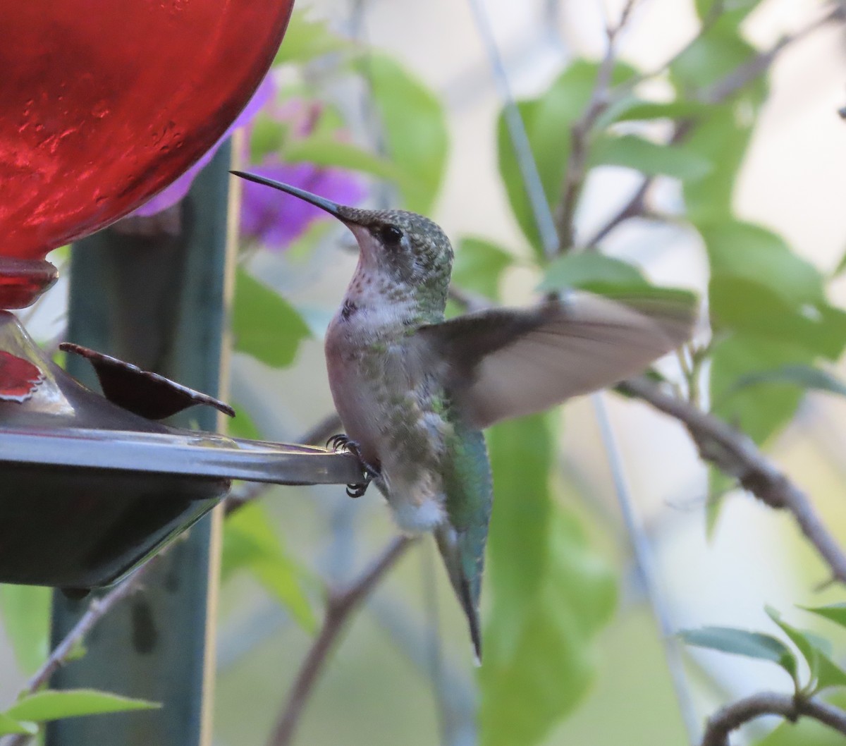 Ruby-throated Hummingbird - ML643213057
