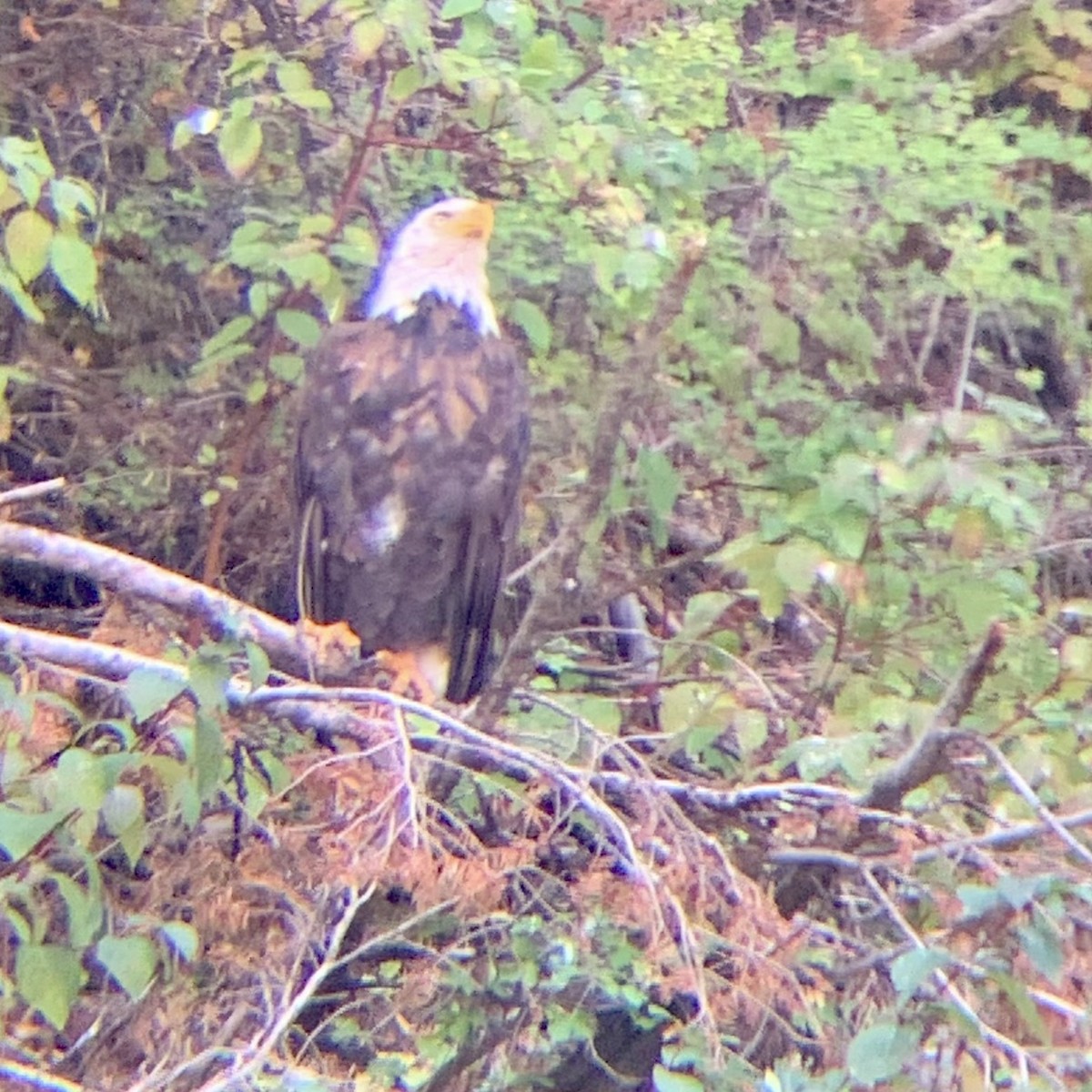 Bald Eagle - ML643213058