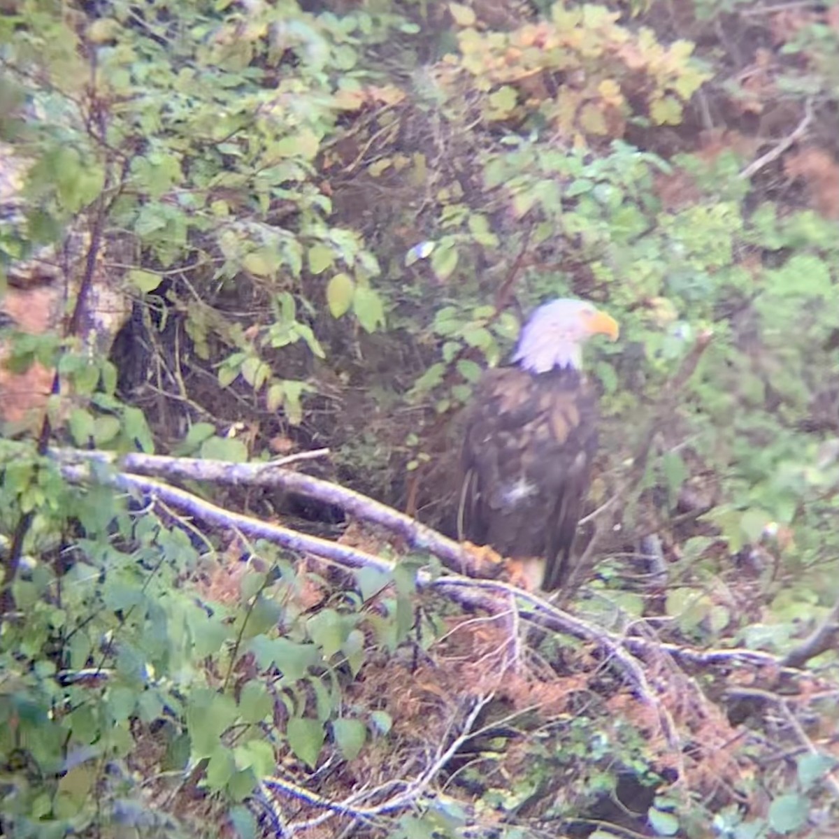 Bald Eagle - ML643213059