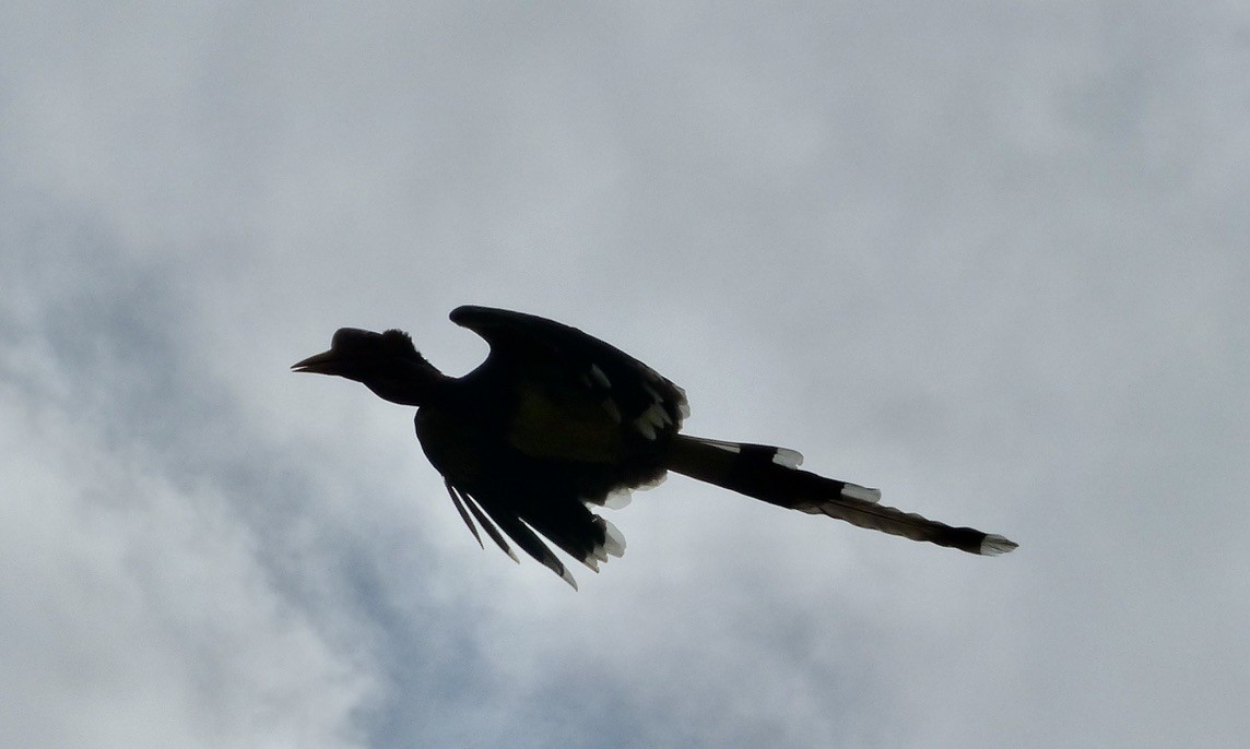 Helmeted Hornbill - ML643213074