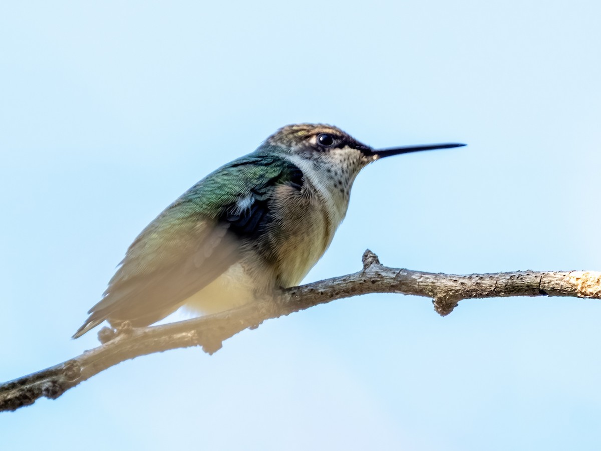 Ruby-throated Hummingbird - ML643213090