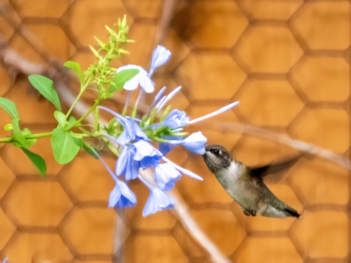 Ruby-throated Hummingbird - ML643213091