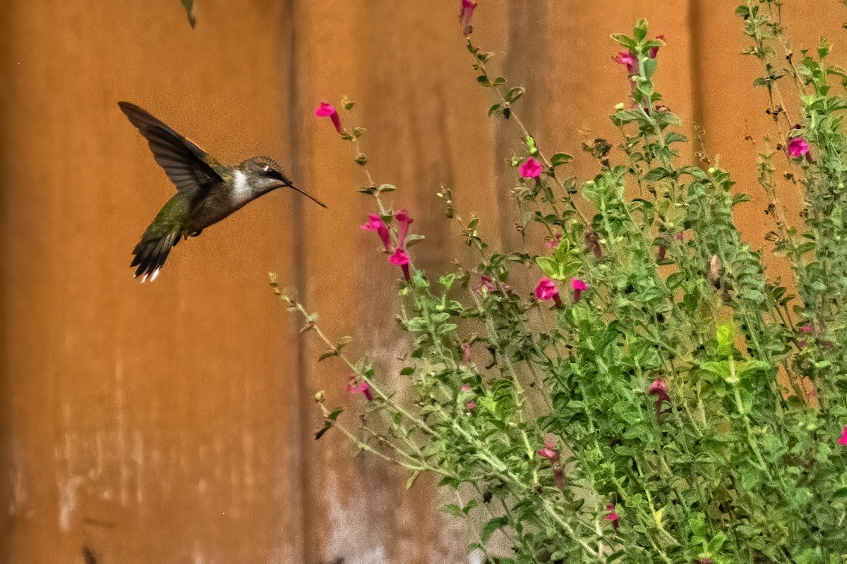 Ruby-throated Hummingbird - ML643213092