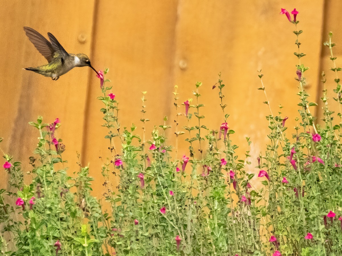 Ruby-throated Hummingbird - ML643213093