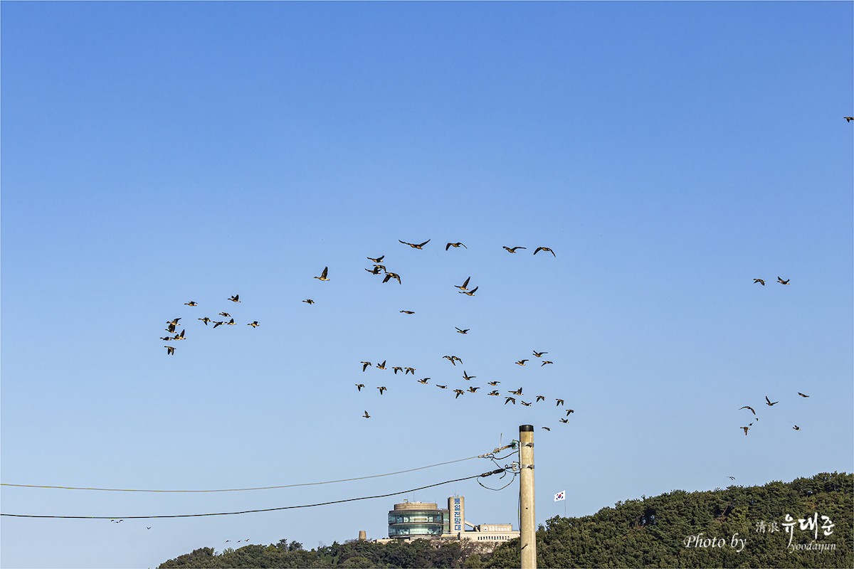 Tundra Bean-Goose - ML643213106