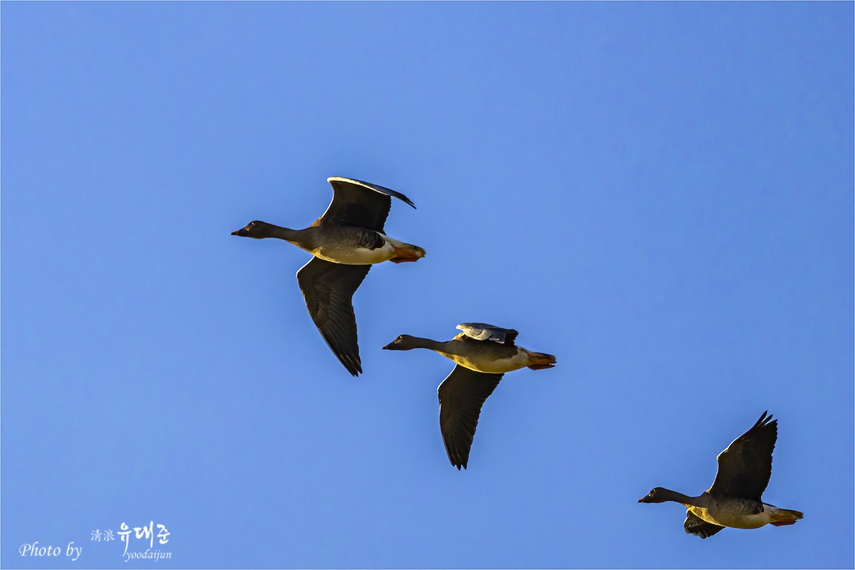 Tundra Bean-Goose - ML643213107