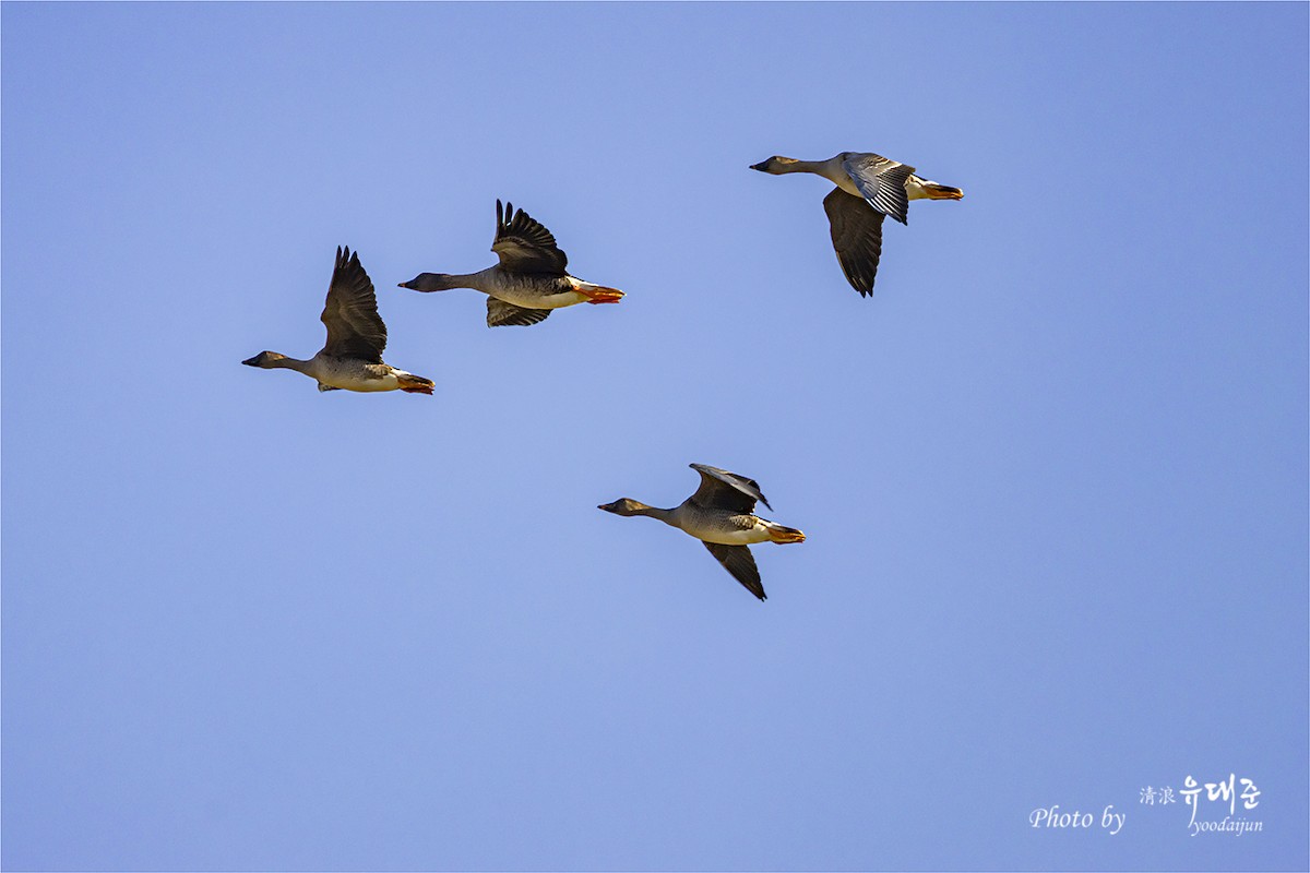 Tundra Bean-Goose - ML643213108