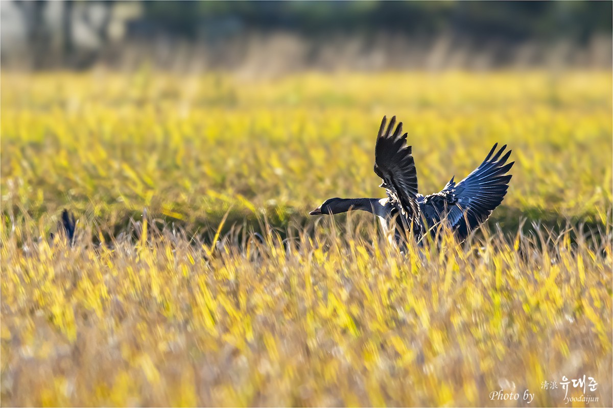 Tundra Bean-Goose - ML643213109