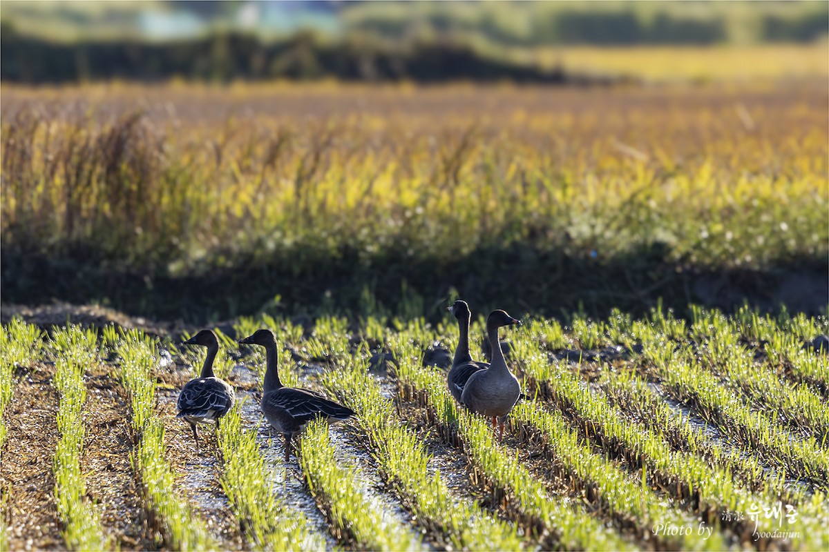 Tundra Bean-Goose - ML643213110