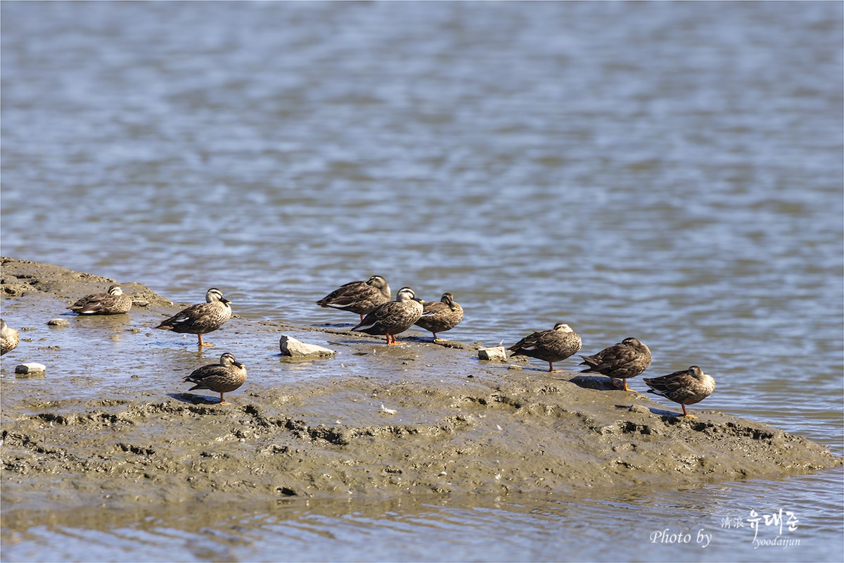 Eastern Spot-billed Duck - ML643213113