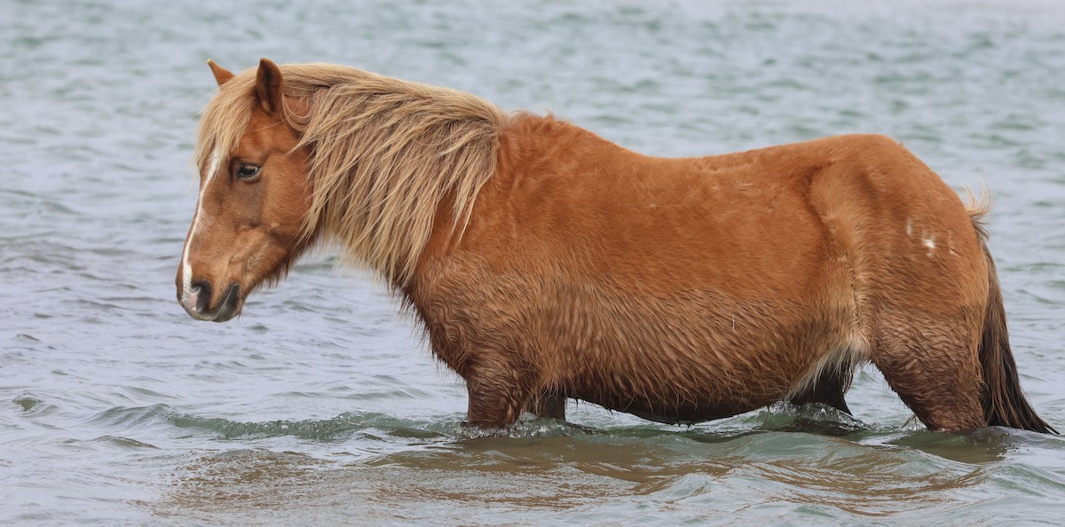 Wild Horse - ML643213133