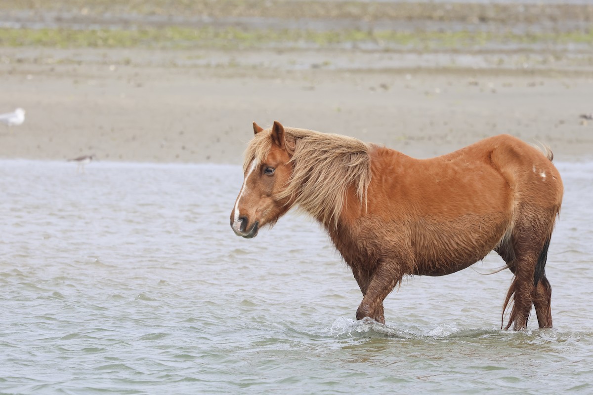 Wild Horse - ML643213135