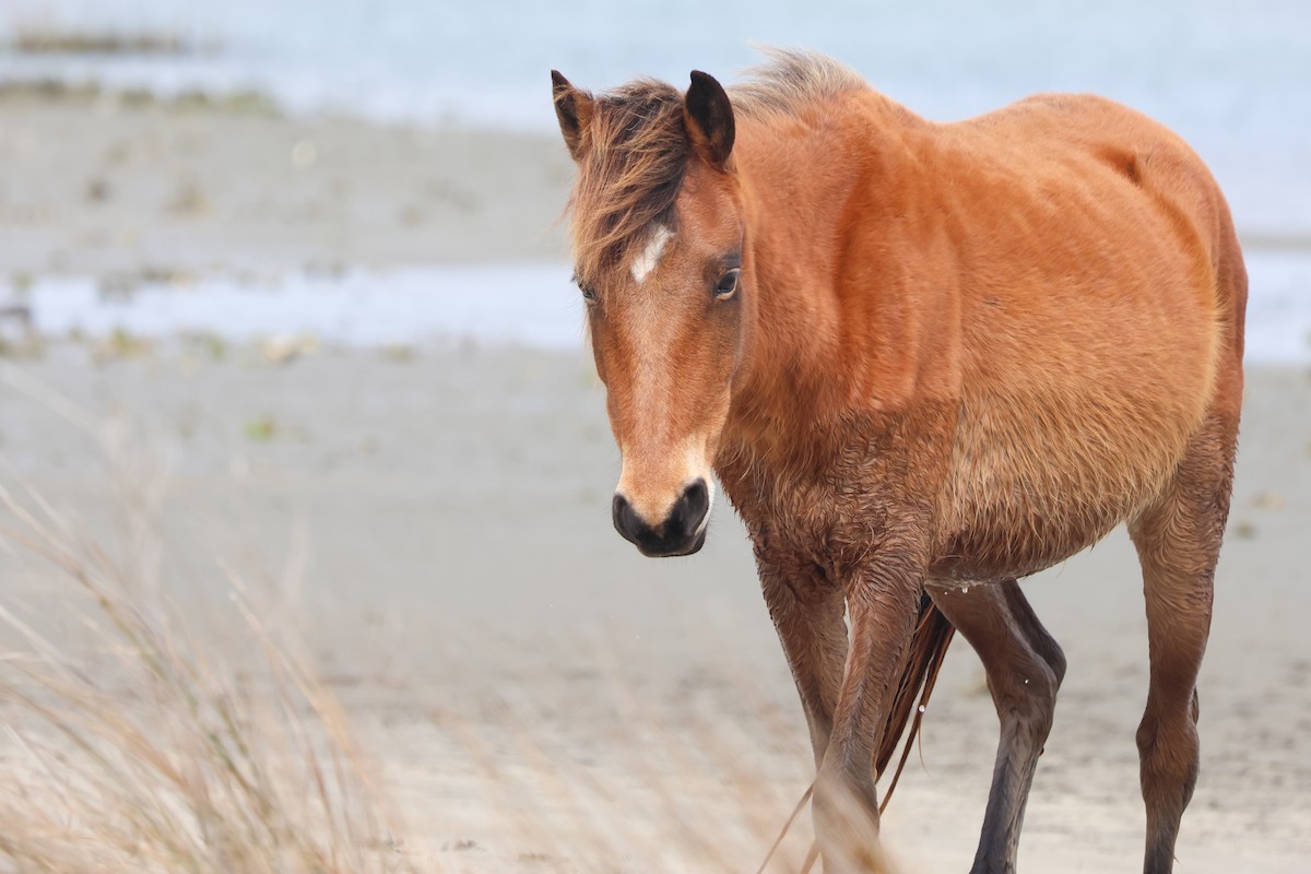 Wild Horse - ML643213137