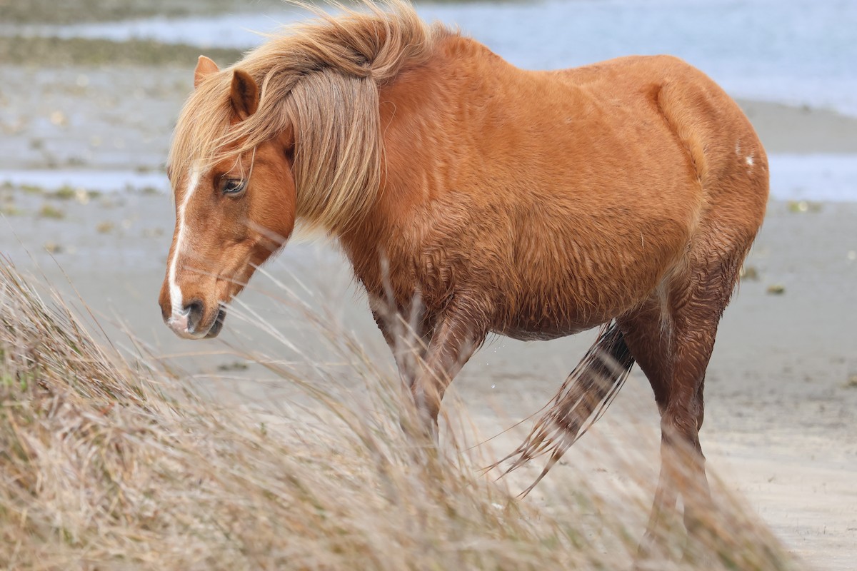 Wild Horse - ML643213138