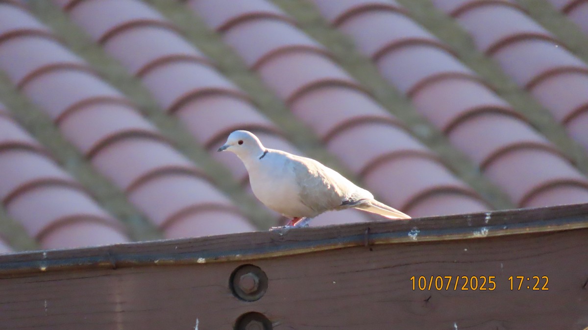 灰斑鳩 - ML643213141