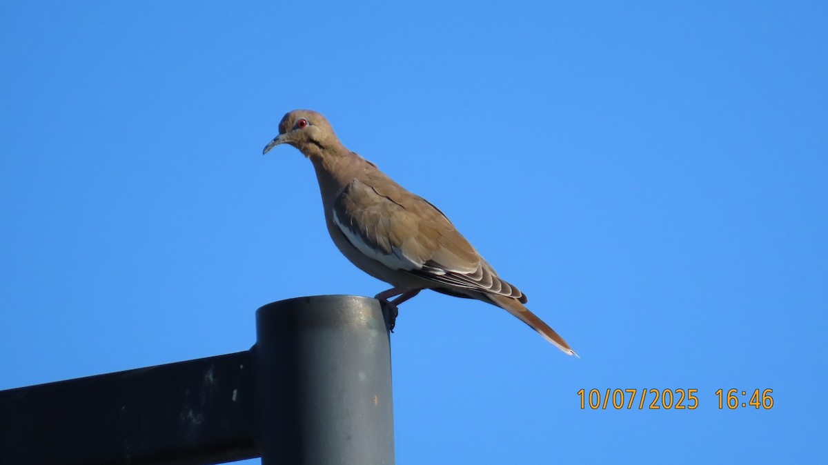 White-winged Dove - ML643213152