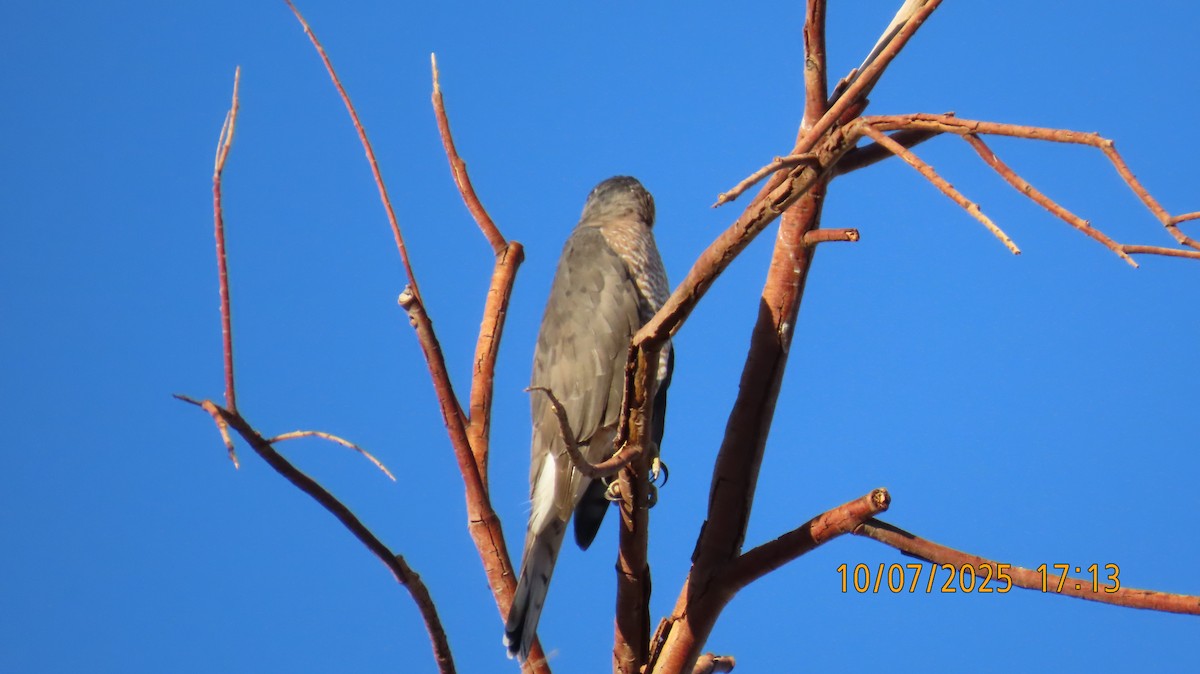 Cooper's Hawk - ML643213160