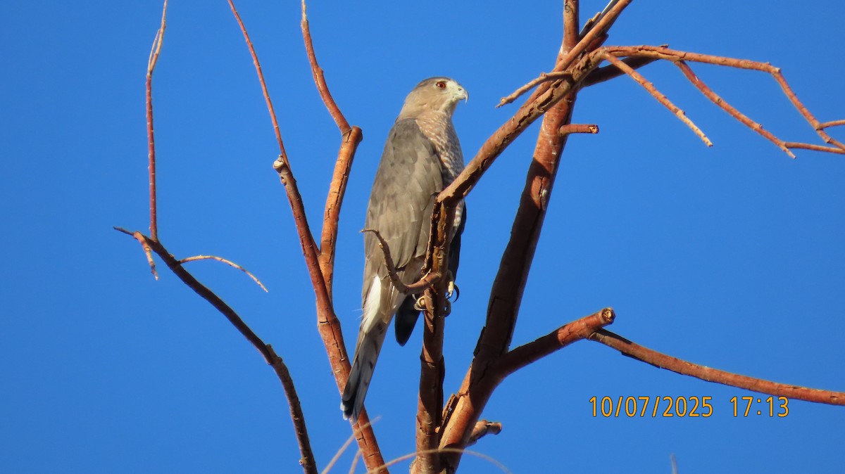 Cooper's Hawk - ML643213161