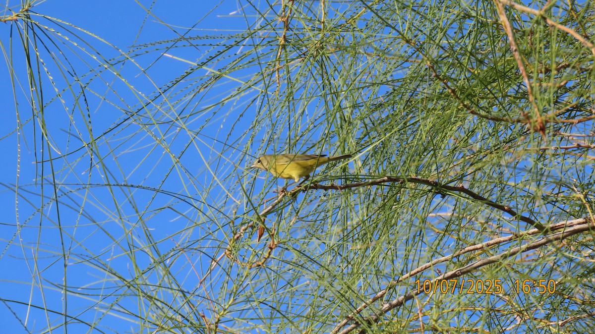 Orange-crowned Warbler - ML643213214