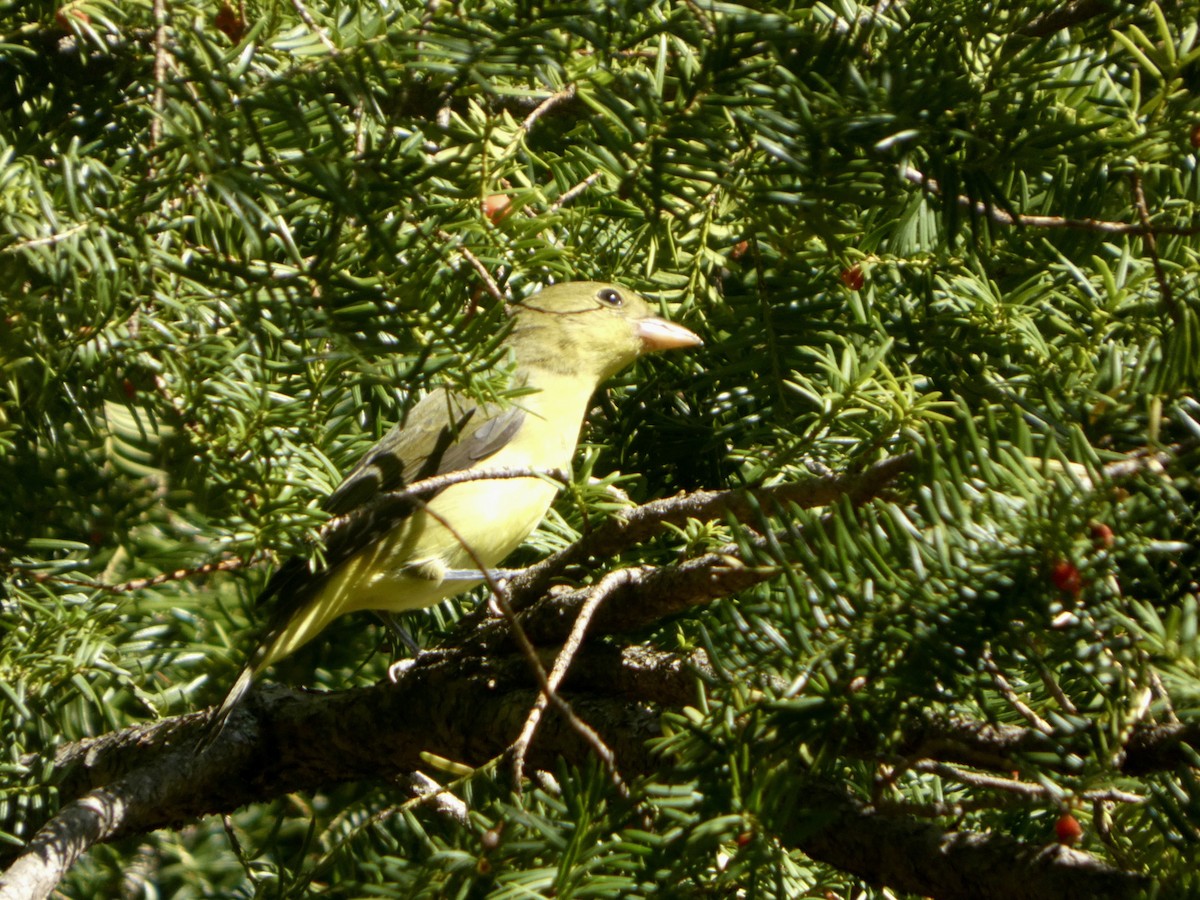 Scarlet Tanager - ML643213246