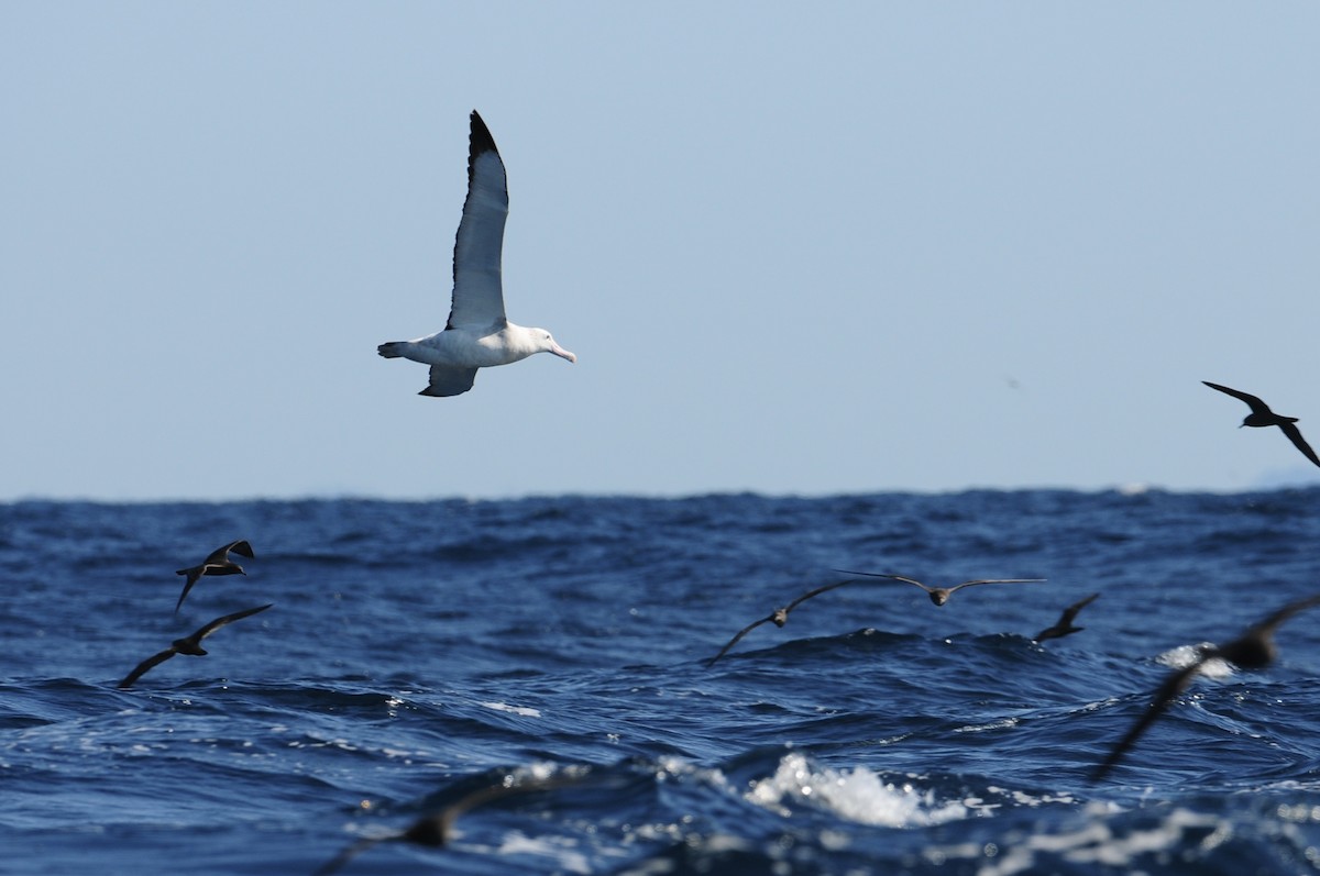 Antipodean Albatross (Gibson's) - ML643213255