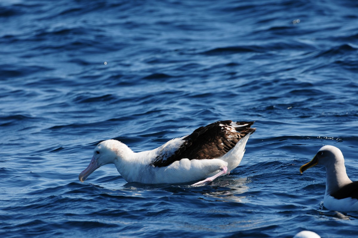 Antipodean Albatross (Gibson's) - ML643213257