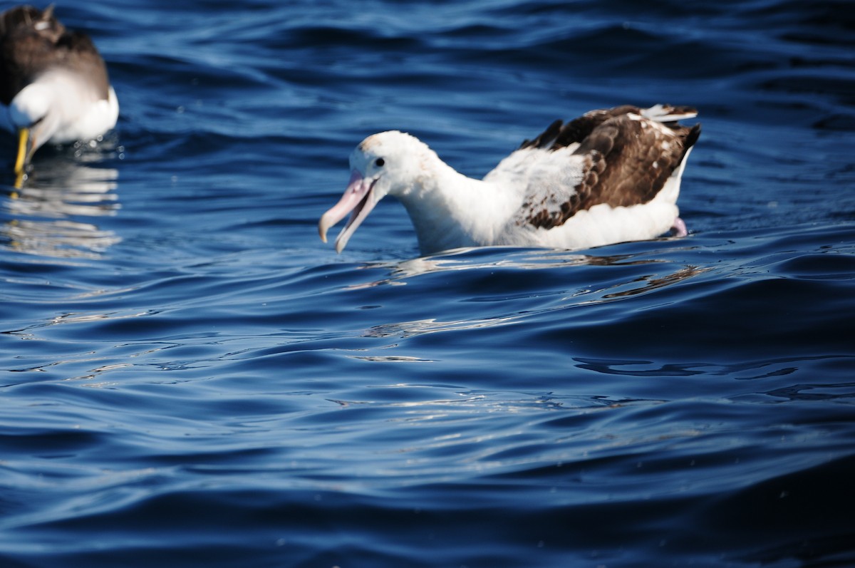 Antipodean Albatross (Gibson's) - ML643213258