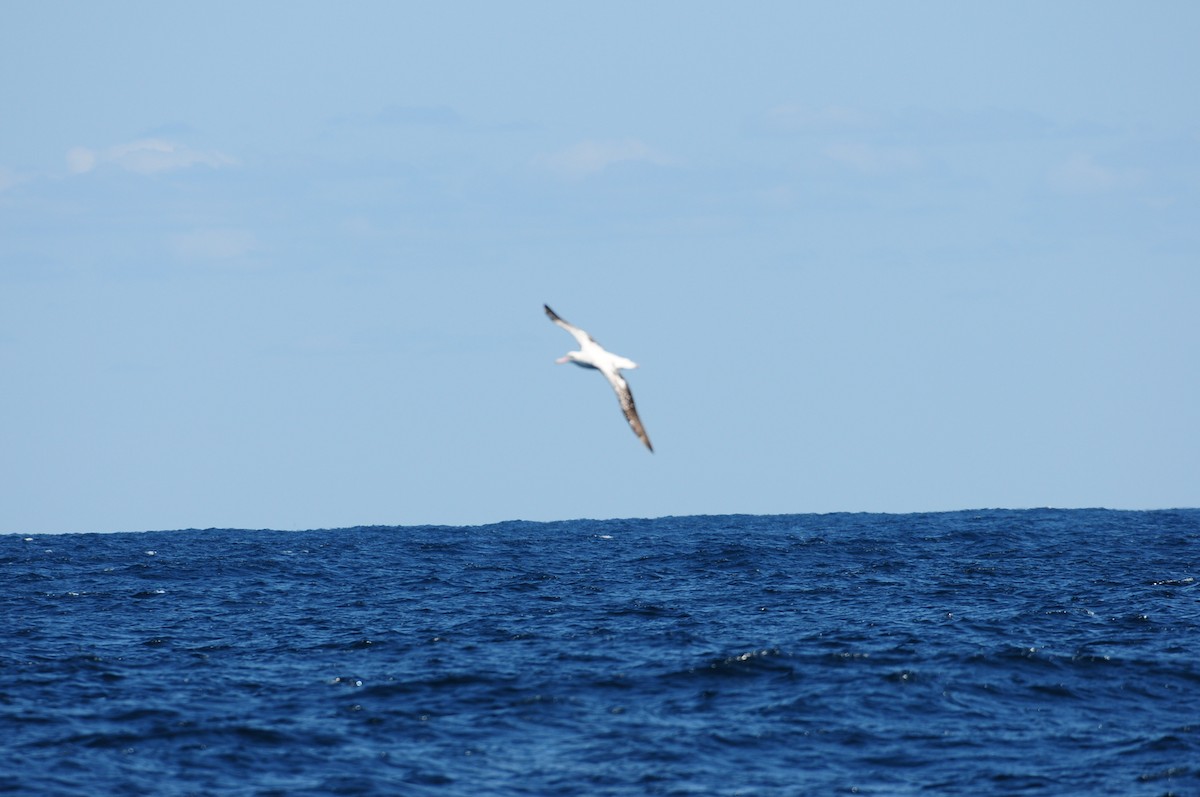 Antipodean Albatross (Gibson's) - ML643213259