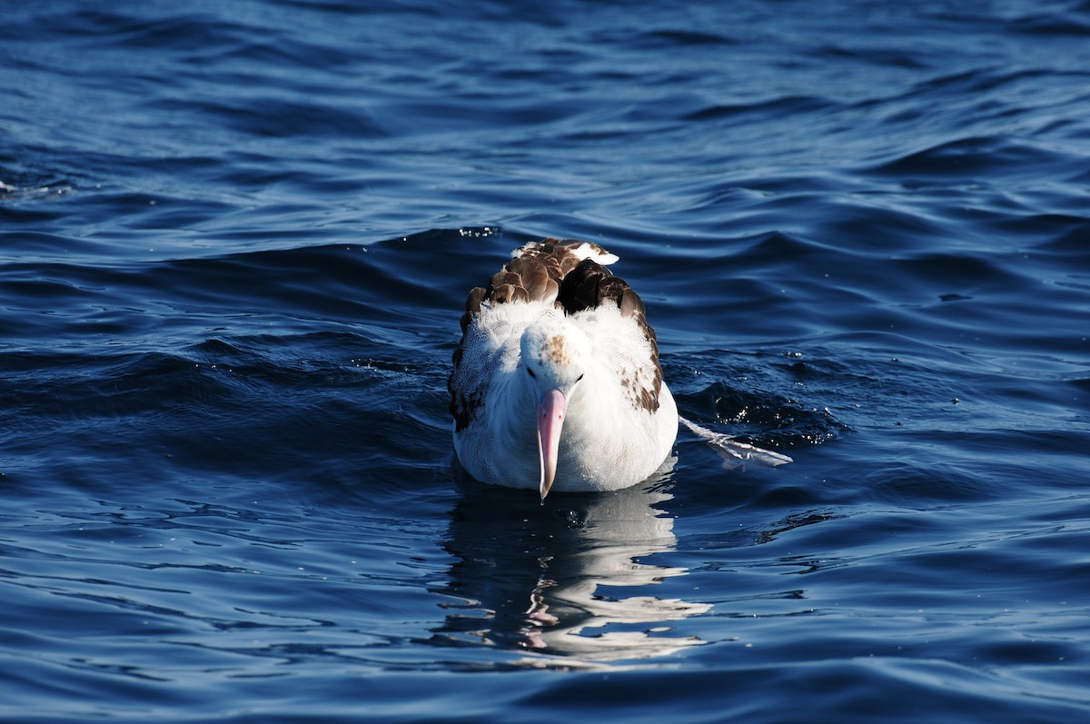 Antipodean Albatross (Gibson's) - ML643213260