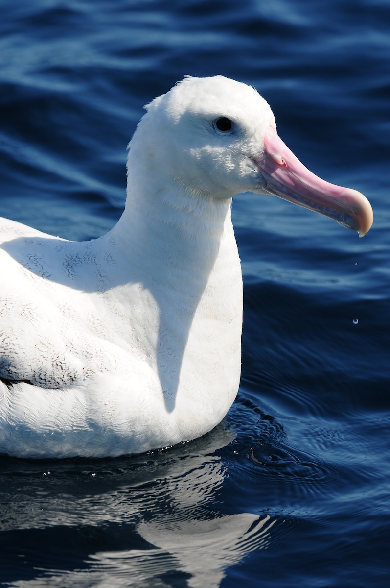 Antipodean Albatross (Gibson's) - ML643213261